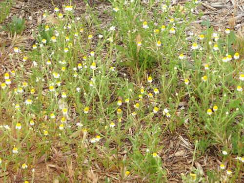 Cone Daisies.